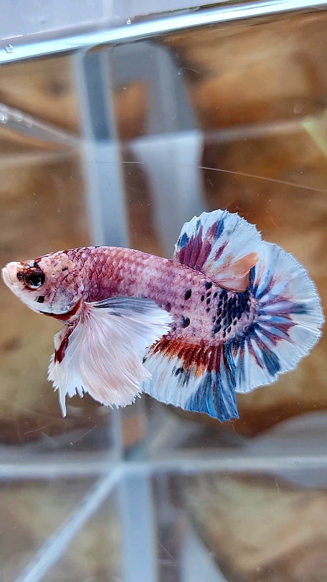 PLAKAT SUPER DUMBO EAR CANDY METTALIC MULTICOLOR FISH