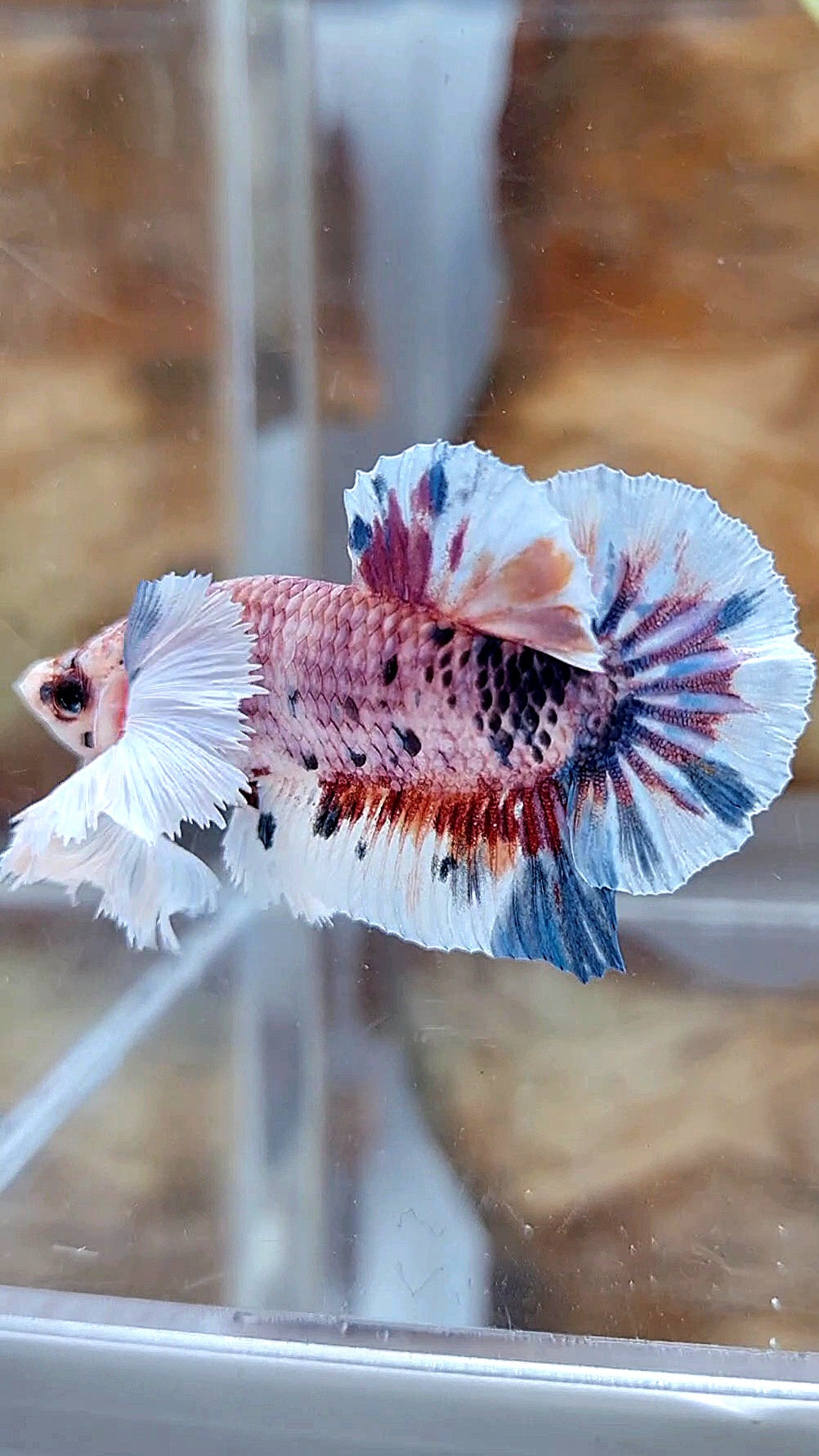 PLAKAT SUPER DUMBO EAR CANDY METTALIC MULTICOLOR FISH