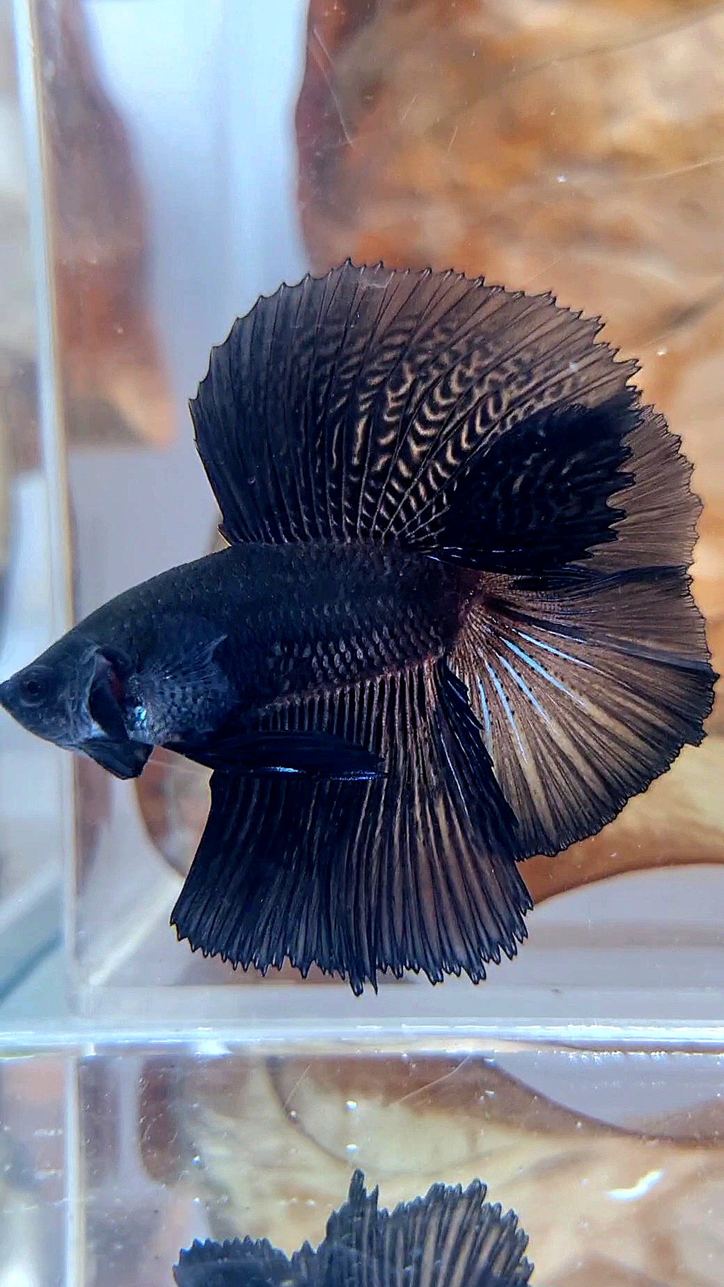 HALFMOON DOUBLE TAIL SUPER BLACK BETTA FISH