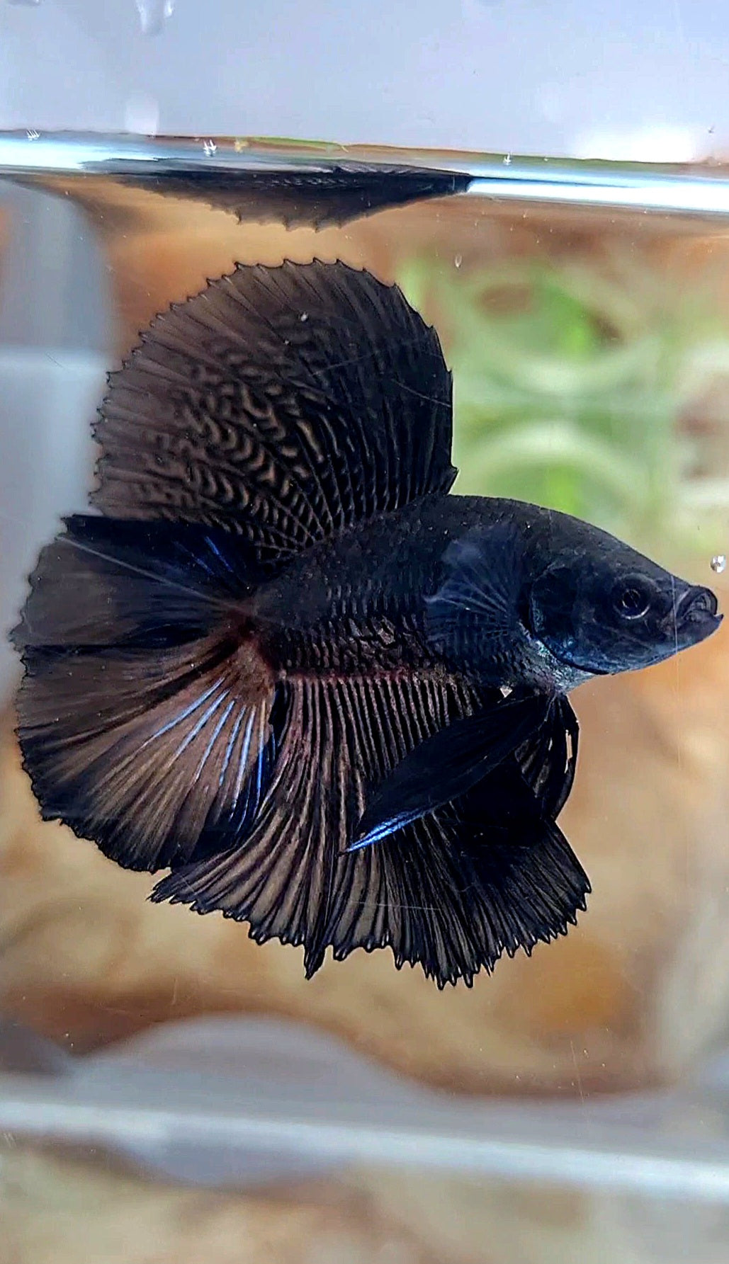 HALFMOON DOUBLE TAIL SUPER BLACK BETTA FISH