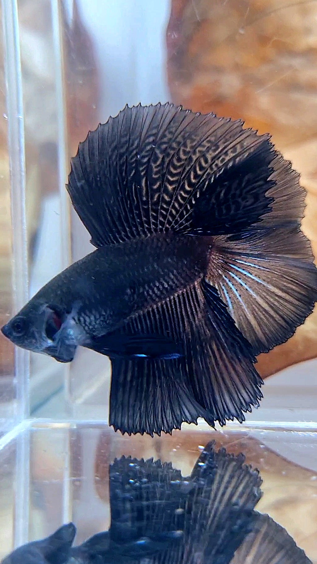 HALFMOON DOUBLE TAIL SUPER BLACK BETTA FISH