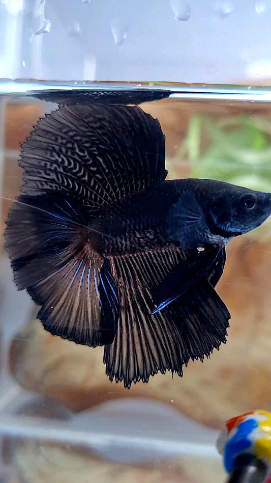 HALFMOON DOUBLE TAIL SUPER BLACK BETTA FISH