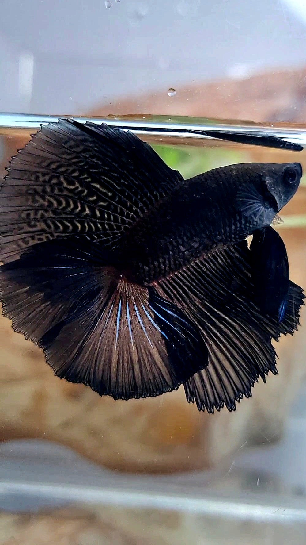 HALFMOON DOUBLE TAIL SUPER BLACK BETTA FISH