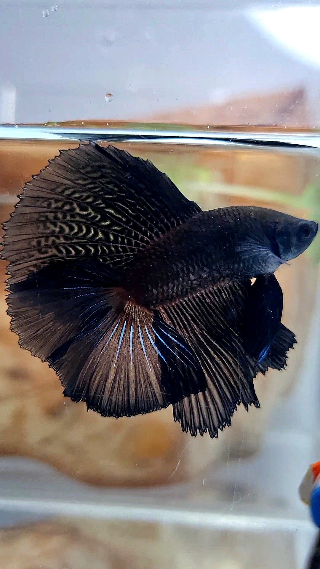 HALFMOON DOUBLE TAIL SUPER BLACK BETTA FISH