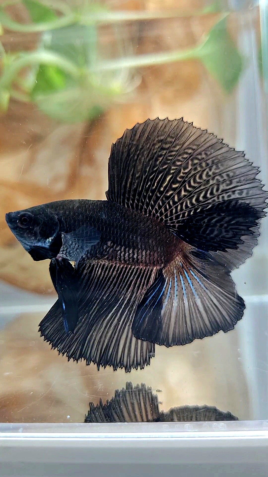 HALFMOON DOUBLE TAIL SUPER BLACK BETTA FISH