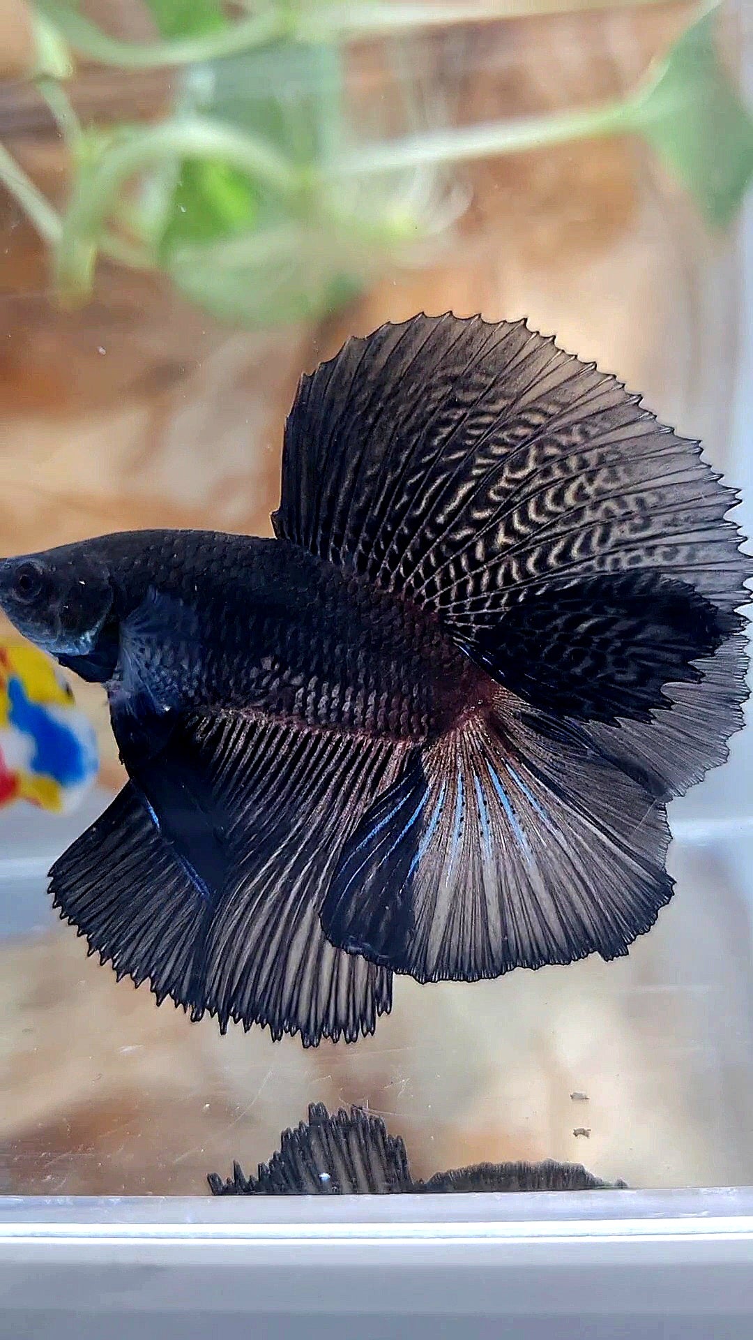 HALFMOON DOUBLE TAIL SUPER BLACK BETTA FISH