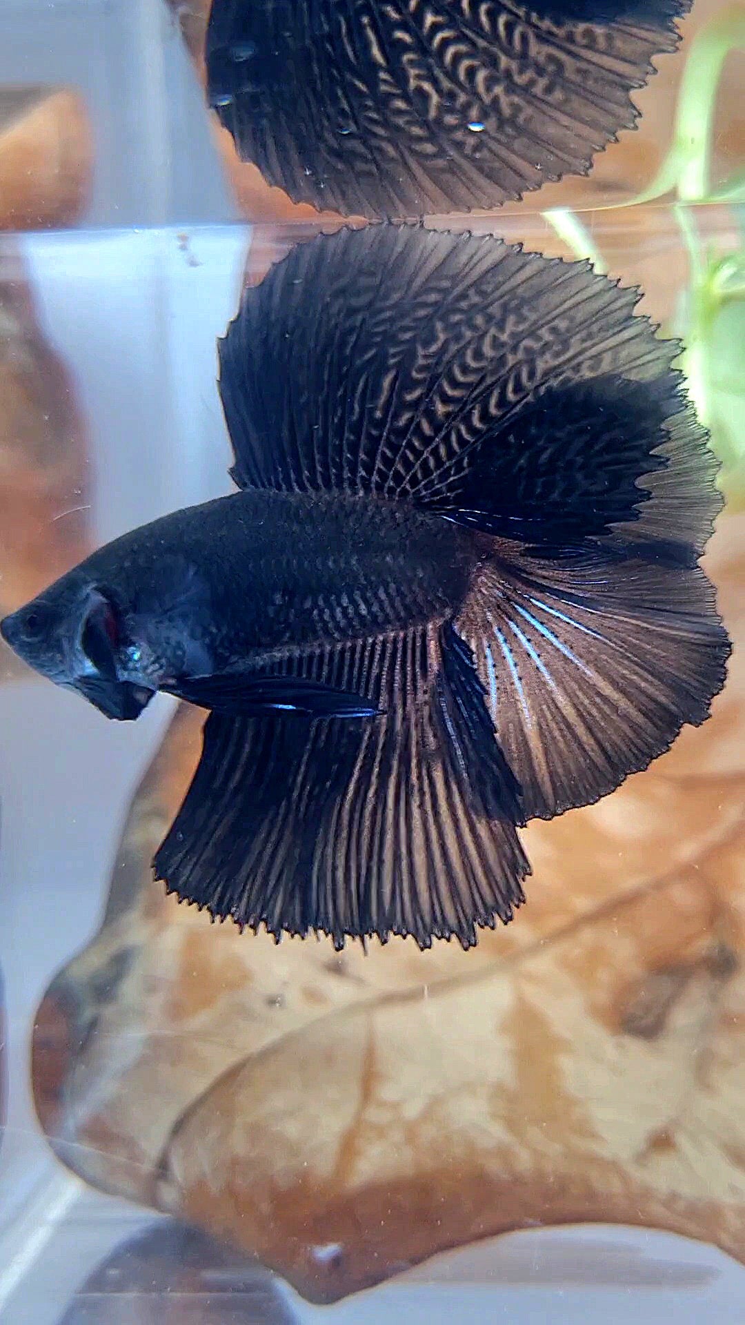 HALFMOON DOUBLE TAIL SUPER BLACK BETTA FISH