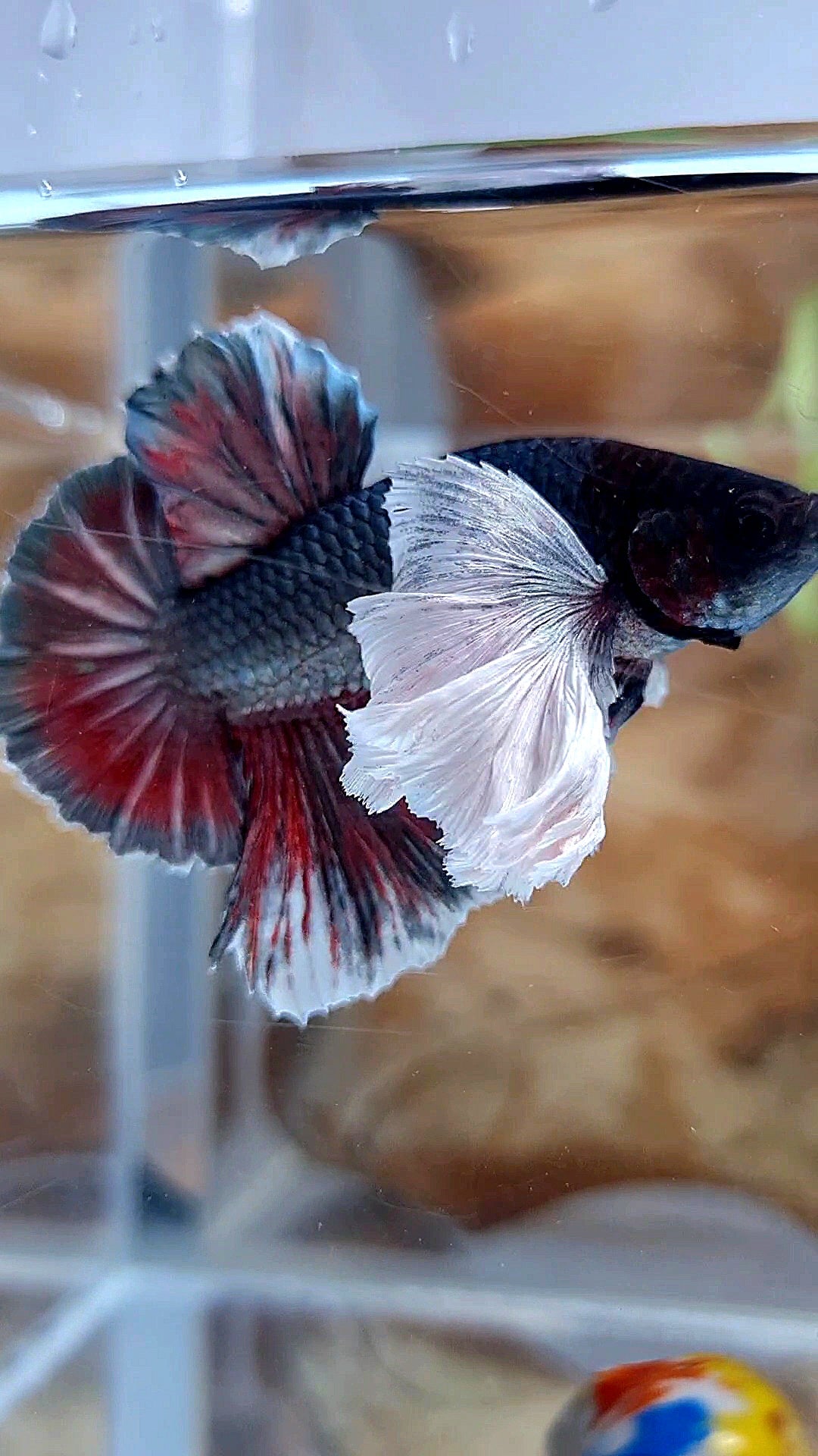 HMPK SUPER DUMBO EAR COPPER RED BETTA FISH