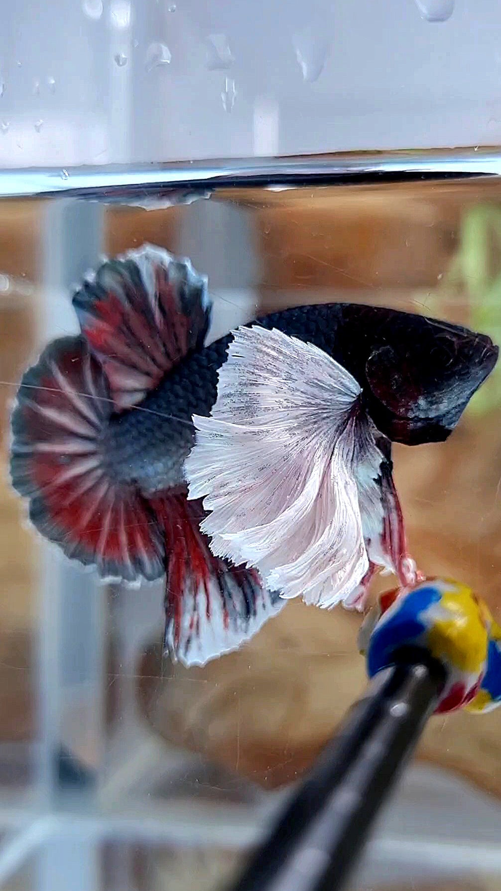 HMPK SUPER DUMBO EAR COPPER RED BETTA FISH