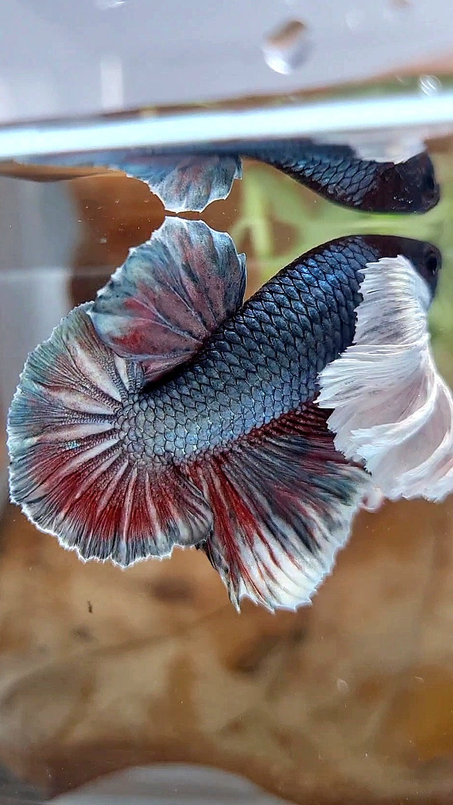 HMPK SUPER DUMBO EAR COPPER RED BETTA FISH