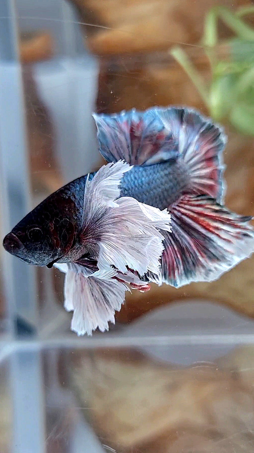 HMPK SUPER DUMBO EAR COPPER RED BETTA FISH