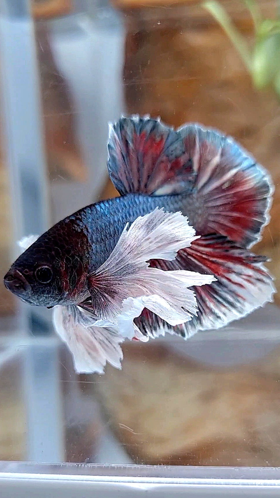HMPK SUPER DUMBO EAR COPPER RED BETTA FISH