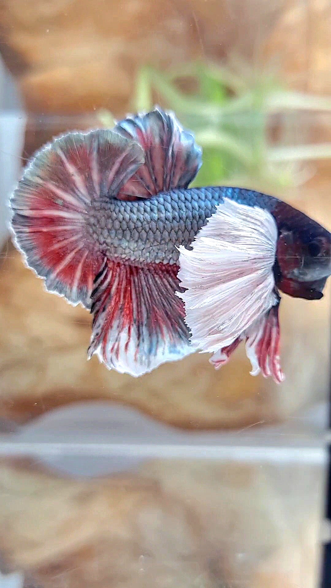 HMPK SUPER DUMBO EAR COPPER RED BETTA FISH