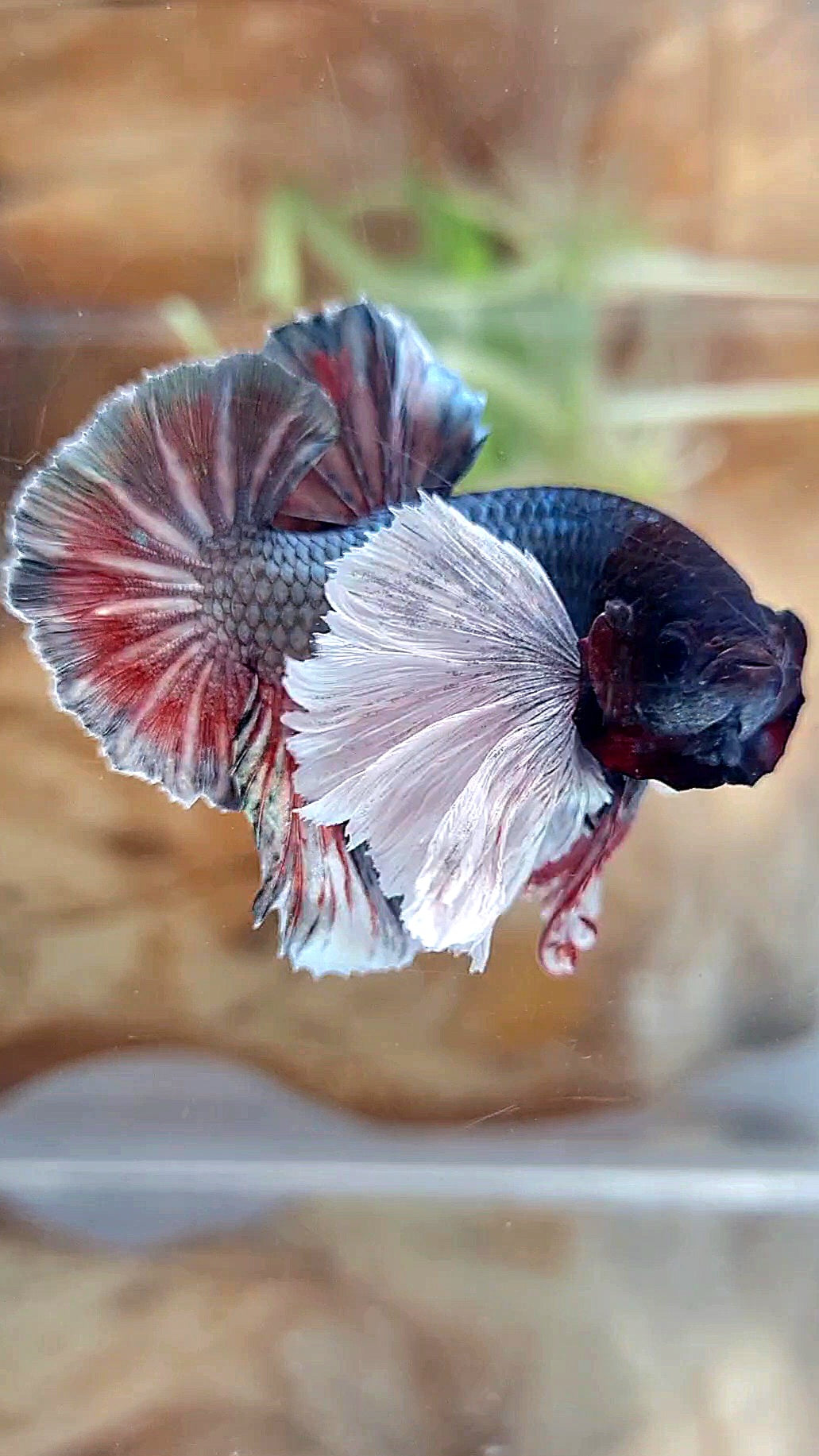 HMPK SUPER DUMBO EAR COPPER RED BETTA FISH