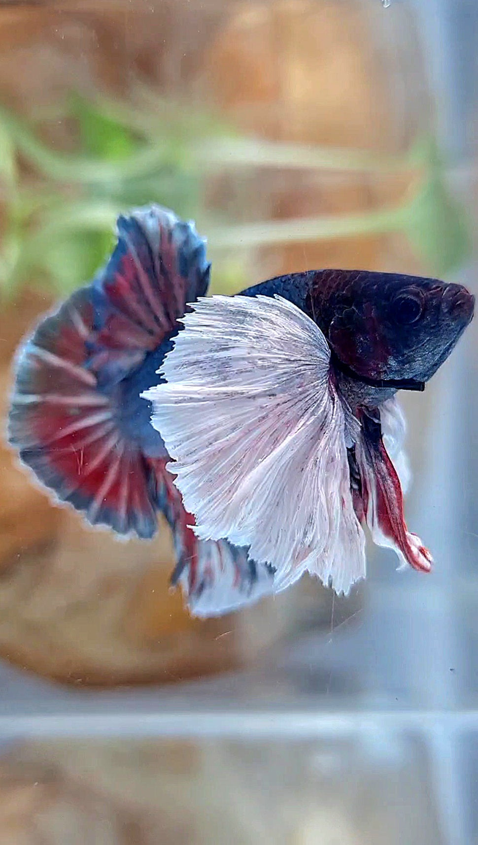 HMPK SUPER DUMBO EAR COPPER RED BETTA FISH