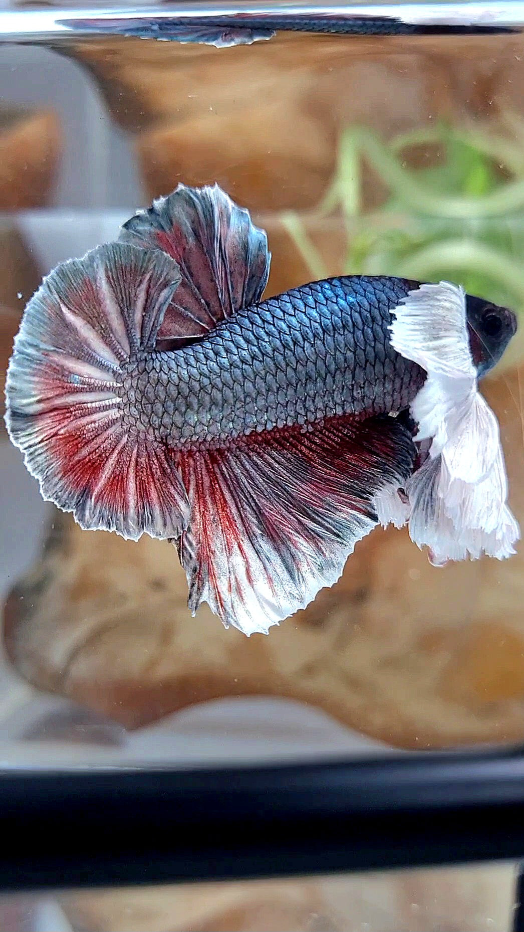 HMPK SUPER DUMBO EAR COPPER RED BETTA FISH