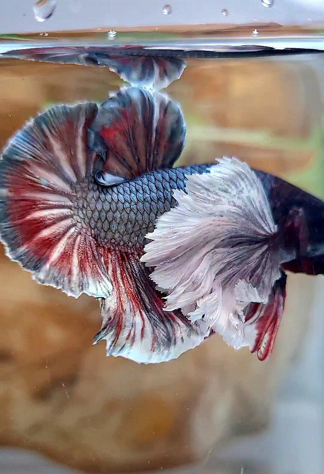 HMPK SUPER DUMBO EAR COPPER RED BETTA FISH