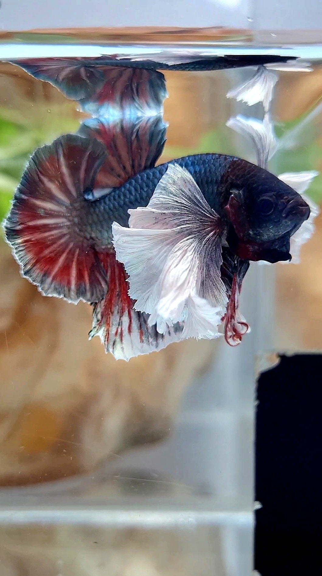 HMPK SUPER DUMBO EAR COPPER RED BETTA FISH