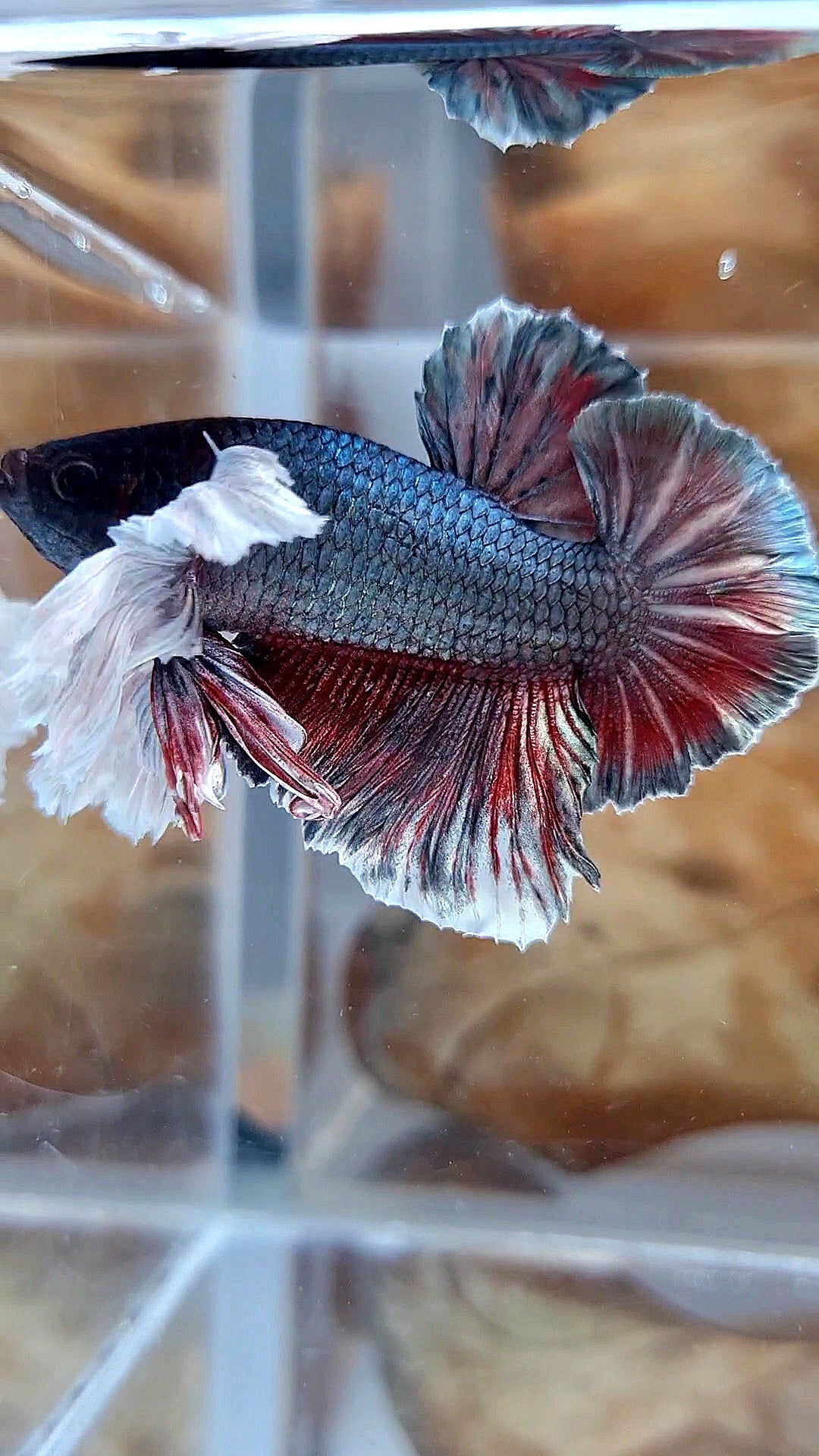 HMPK SUPER DUMBO EAR COPPER RED BETTA FISH