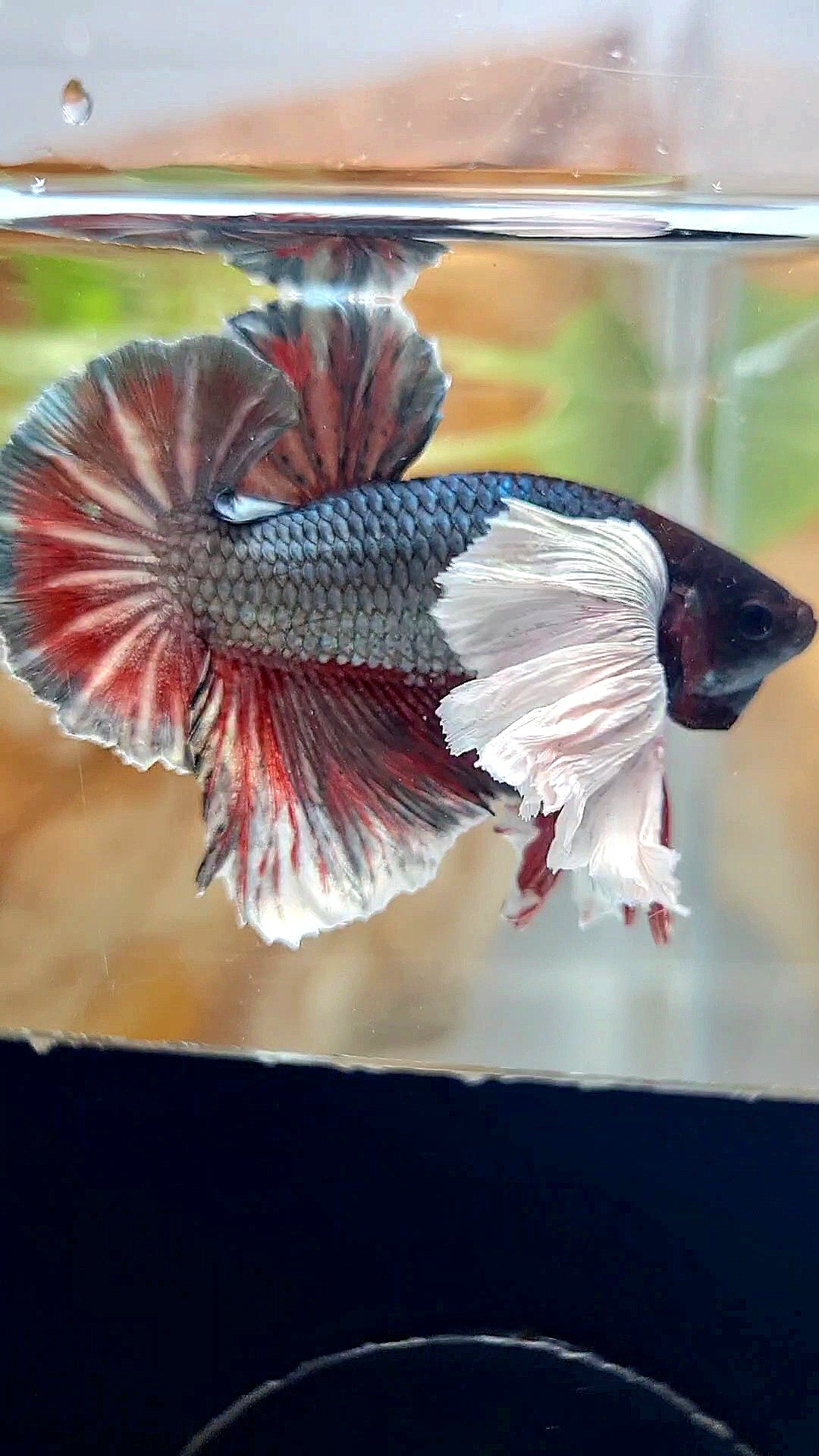 HMPK SUPER DUMBO EAR COPPER RED BETTA FISH