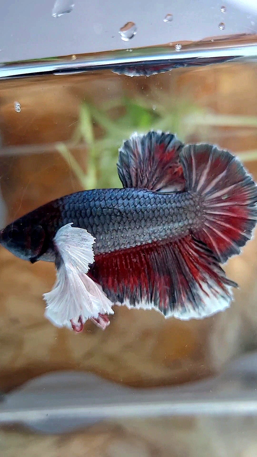 HMPK SUPER DUMBO EAR COPPER RED BETTA FISH