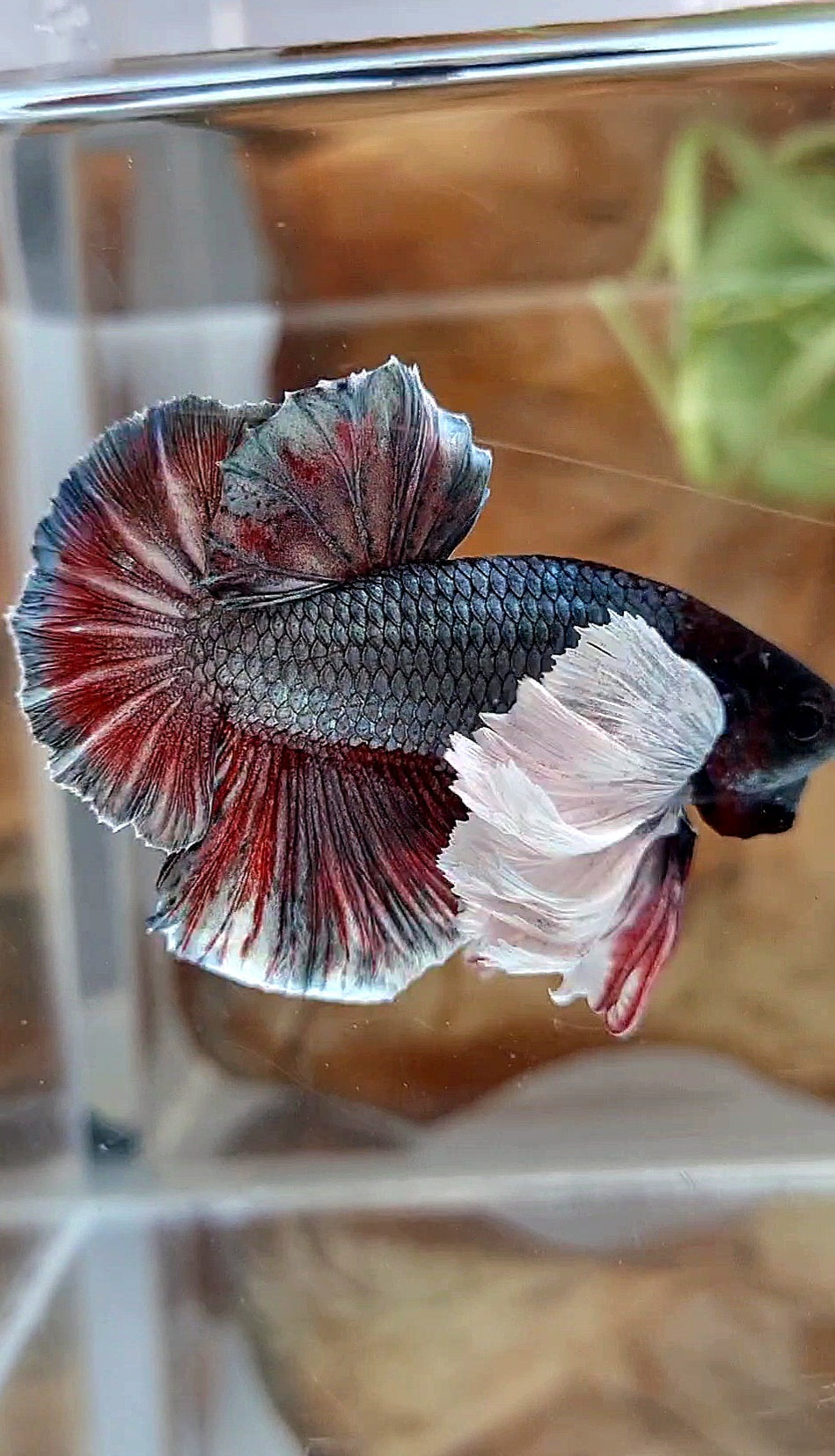 HMPK SUPER DUMBO EAR COPPER RED BETTA FISH