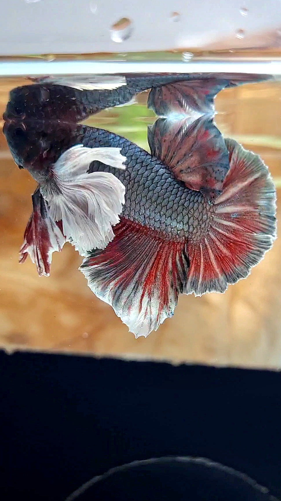 HMPK SUPER DUMBO EAR COPPER RED BETTA FISH