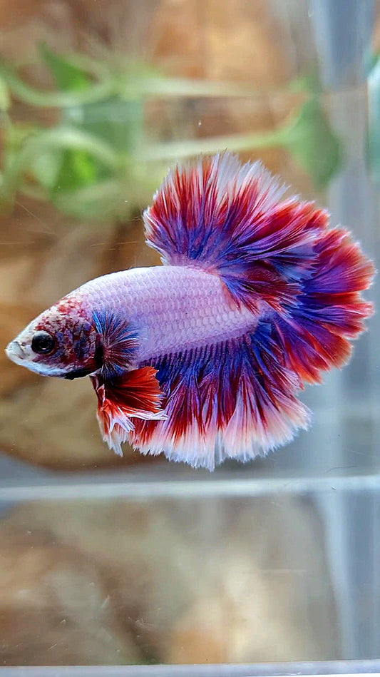 HALFMOON FEATHER TAIL PURPLE MASCOT BETTA FISH