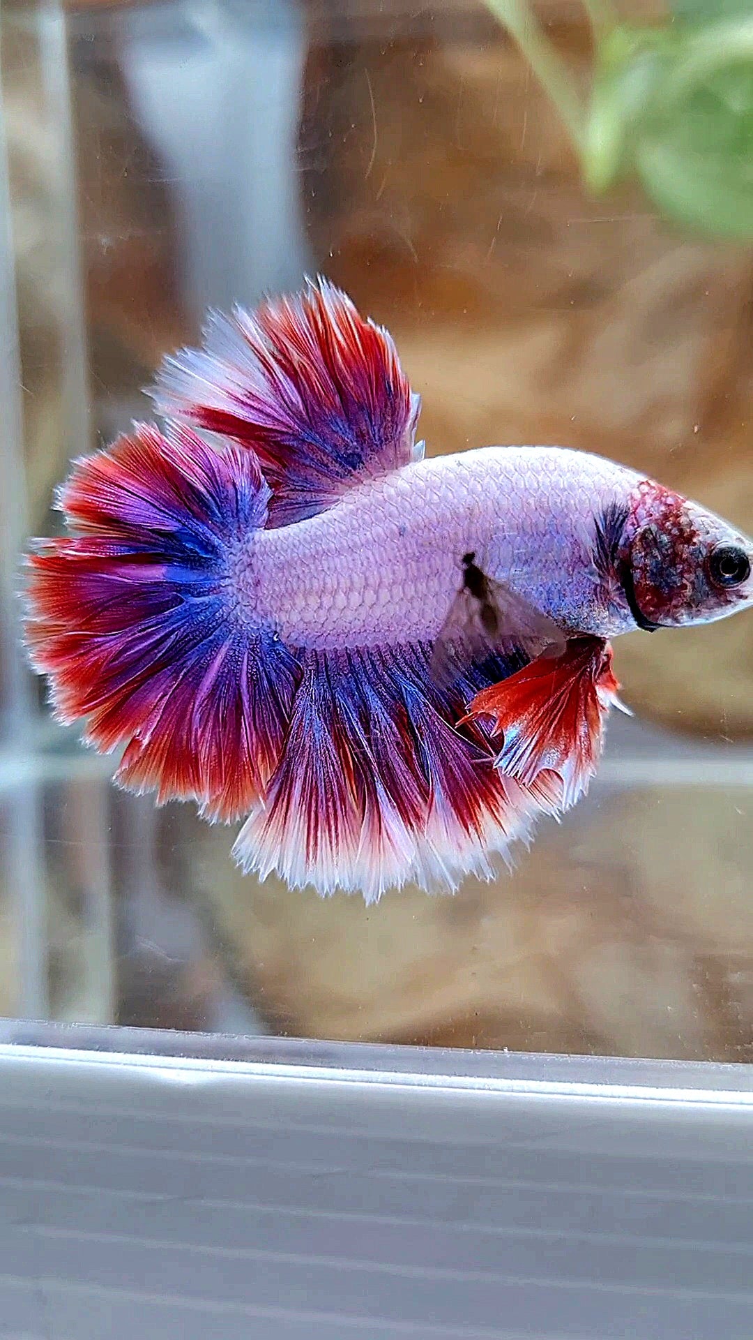HALFMOON FEATHER TAIL PURPLE MASCOT BETTA FISH