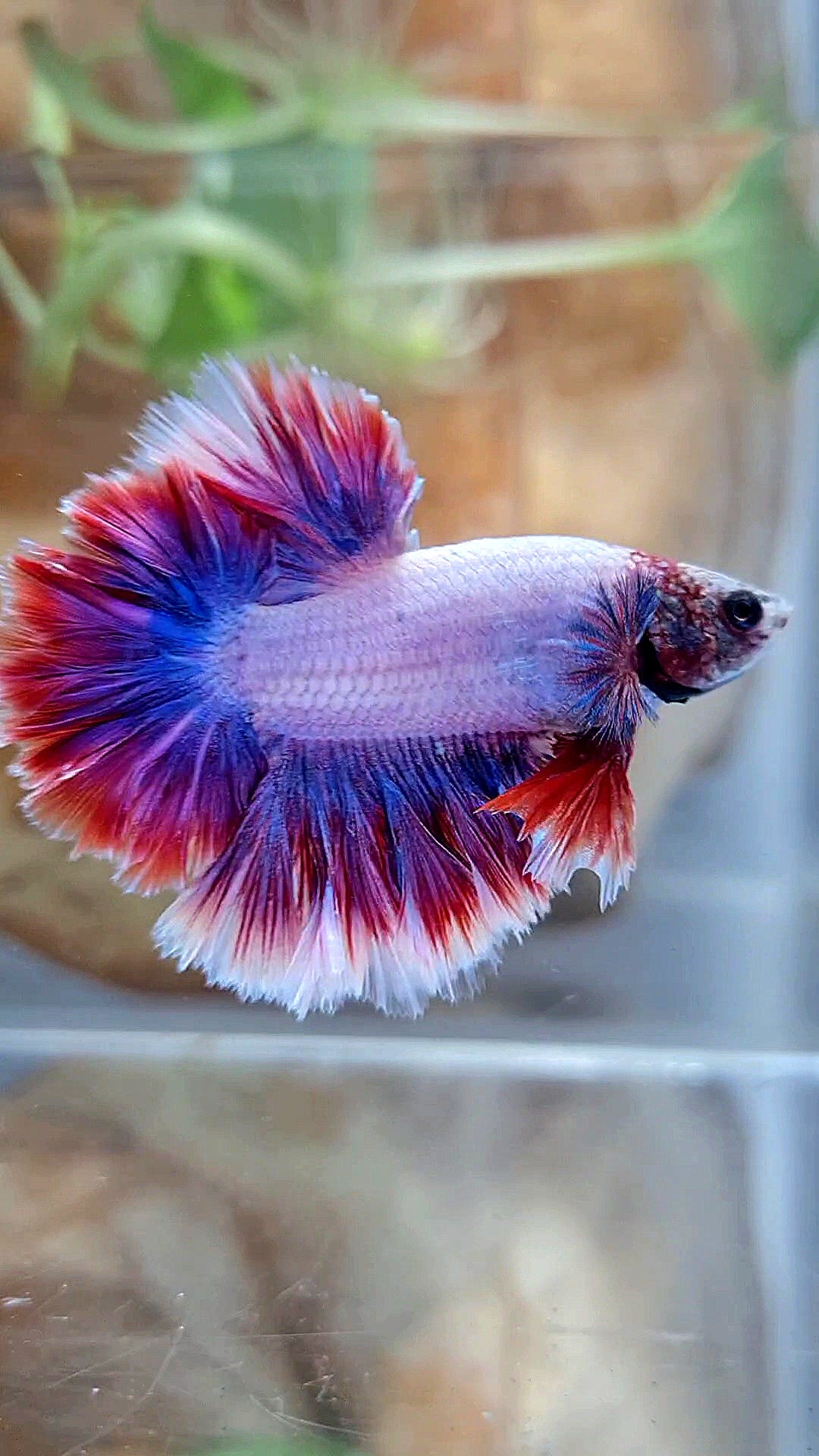 HALFMOON FEATHER TAIL PURPLE MASCOT BETTA FISH