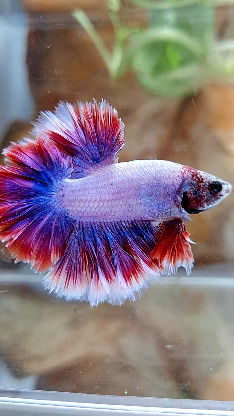 HALFMOON FEATHER TAIL PURPLE MASCOT BETTA FISH