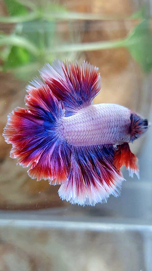 HALFMOON FEATHER TAIL PURPLE MASCOT BETTA FISH