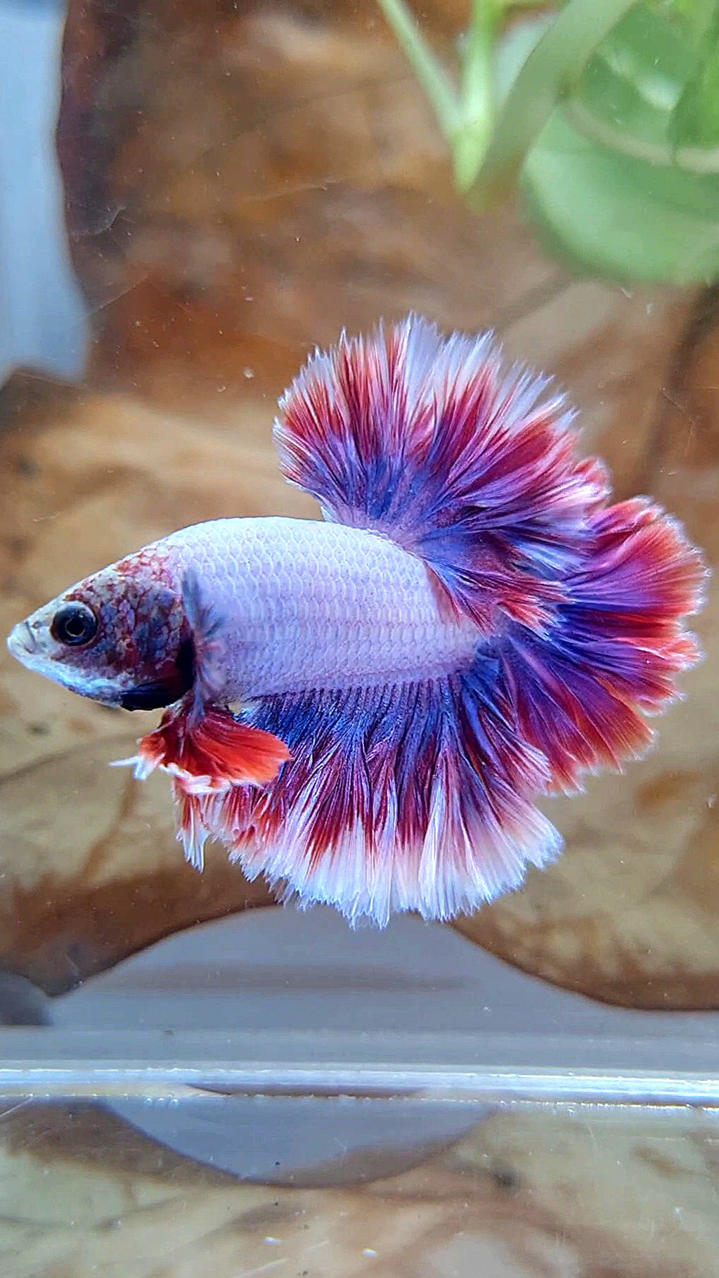 HALFMOON FEATHER TAIL PURPLE MASCOT BETTA FISH