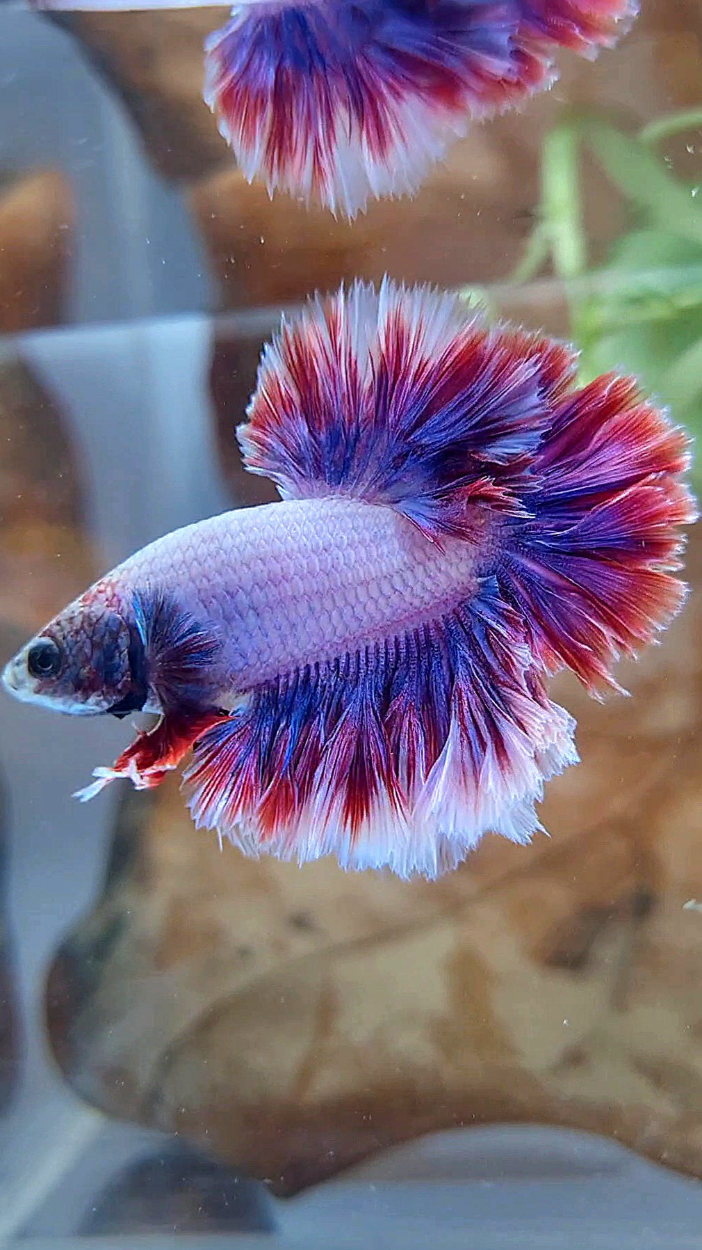 HALFMOON FEATHER TAIL PURPLE MASCOT BETTA FISH