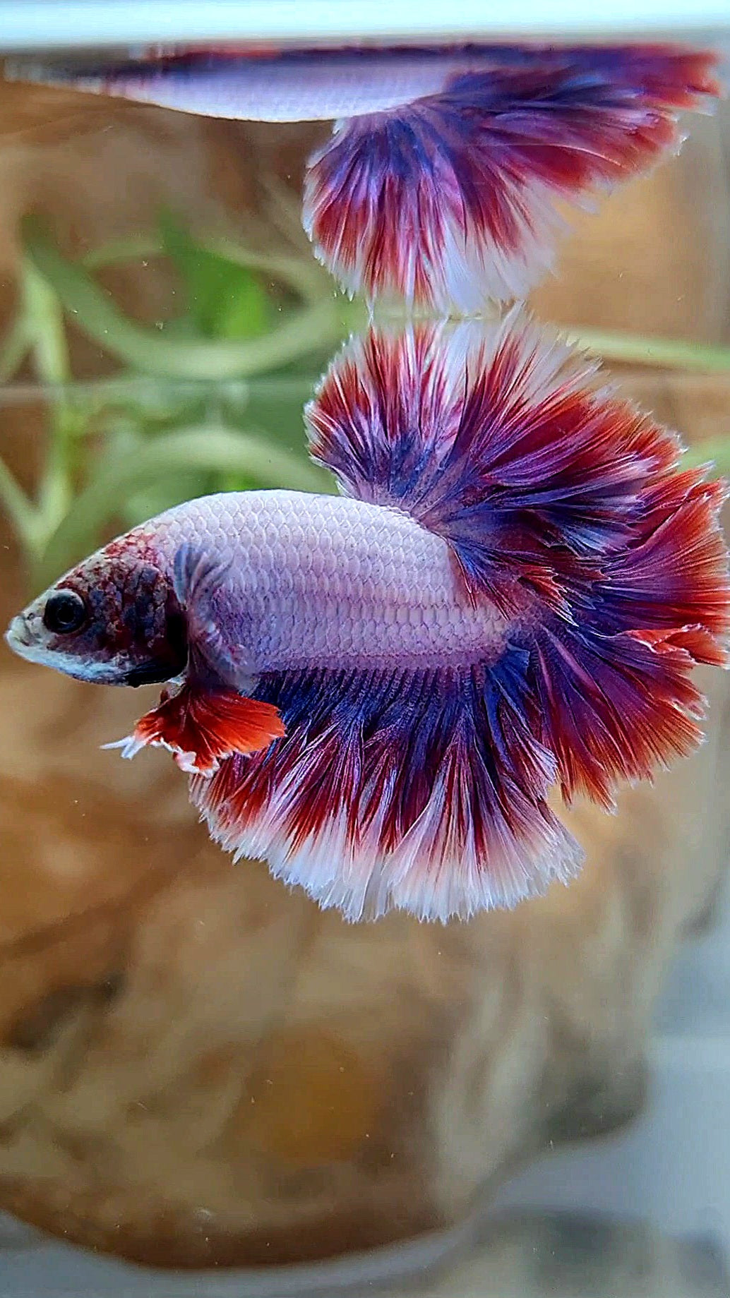 HALFMOON FEATHER TAIL PURPLE MASCOT BETTA FISH