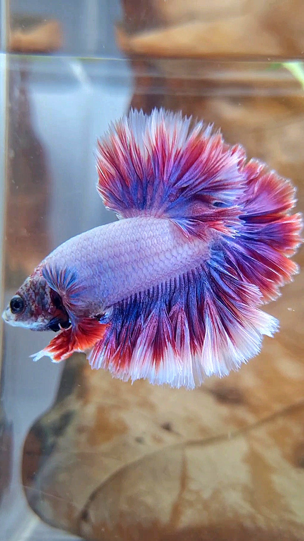HALFMOON FEATHER TAIL PURPLE MASCOT BETTA FISH