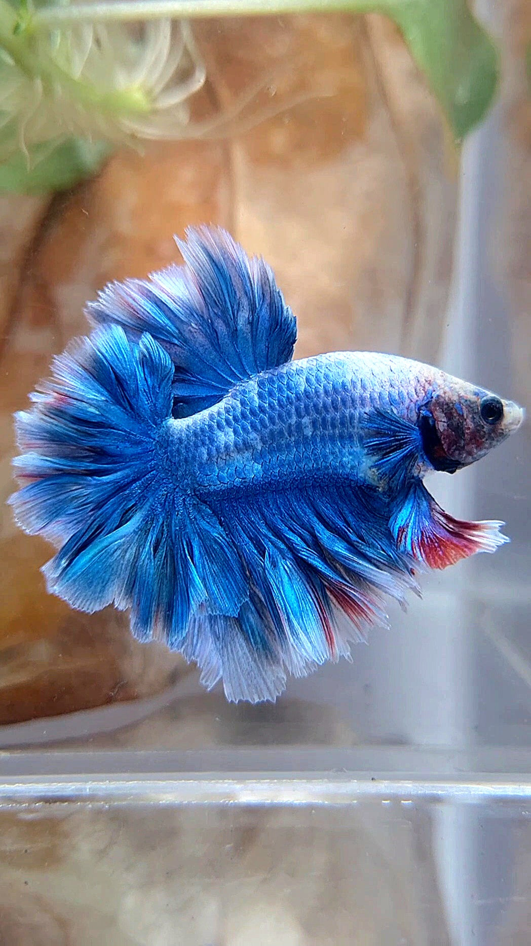 HALFMOON FEATHER TAIL BLUE BETTA FISH