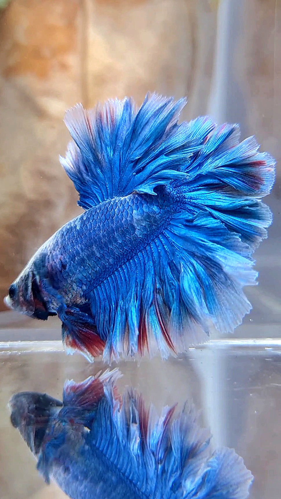 HALFMOON FEATHER TAIL BLUE BETTA FISH