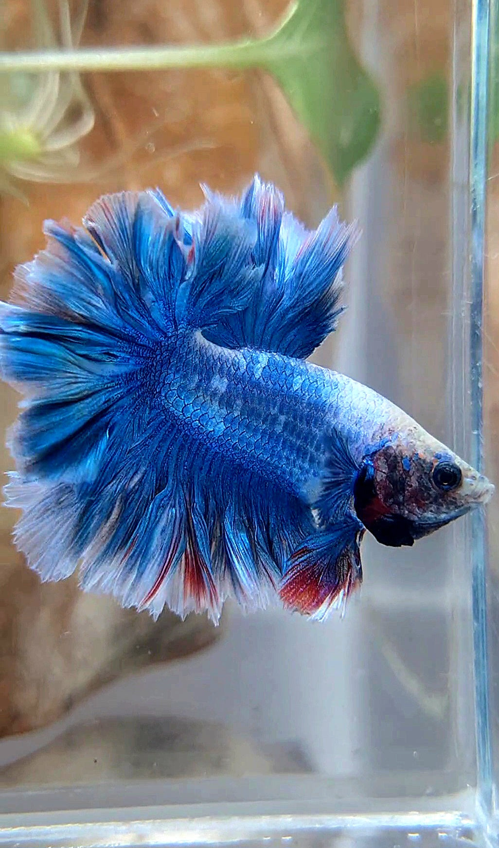 HALFMOON FEATHER TAIL BLUE BETTA FISH