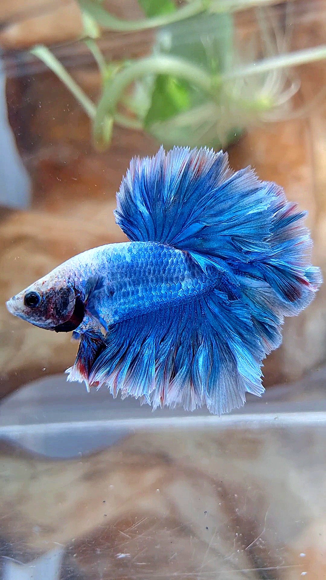 HALFMOON FEATHER TAIL BLUE BETTA FISH