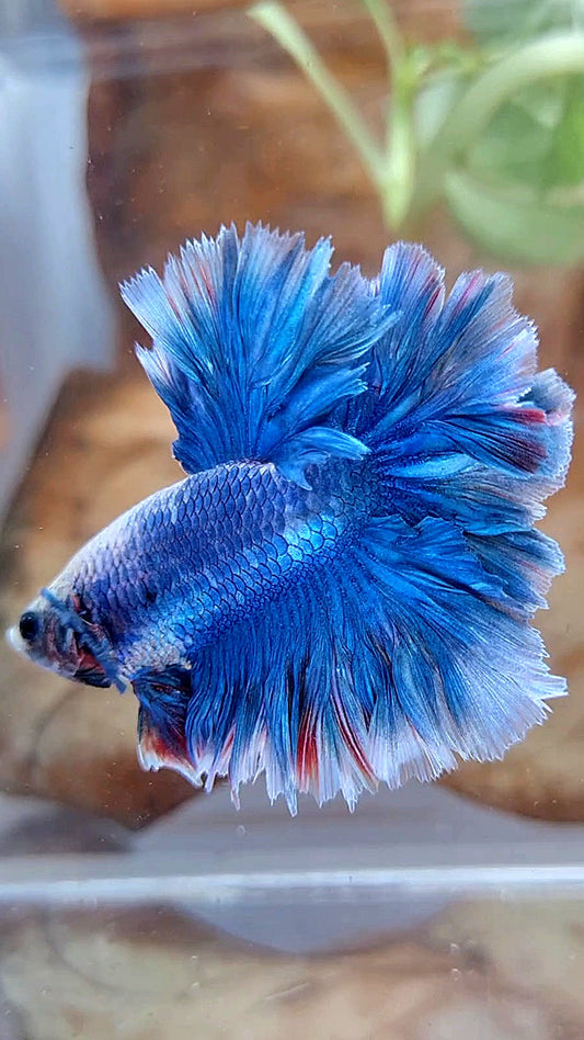 HALFMOON FEATHER TAIL BLUE BETTA FISH