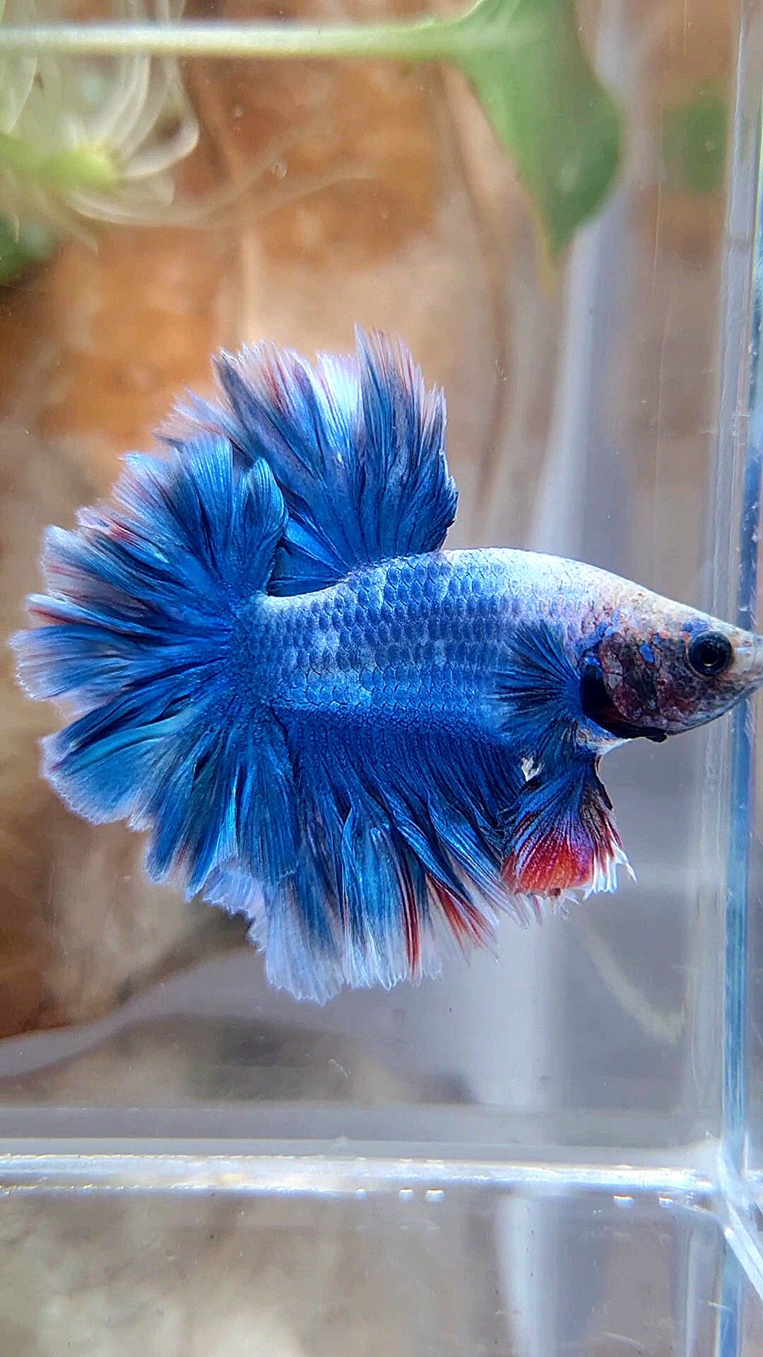 HALFMOON FEATHER TAIL BLUE BETTA FISH