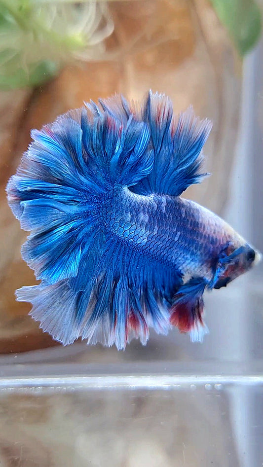 HALFMOON FEATHER TAIL BLUE BETTA FISH