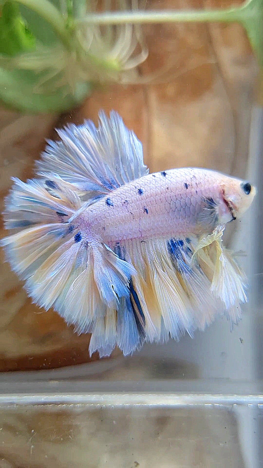 KING FEATHER TAIL HALFMOON WHITE YELLOW BLUE DOTS MARBLE PEACH BETTA FISH