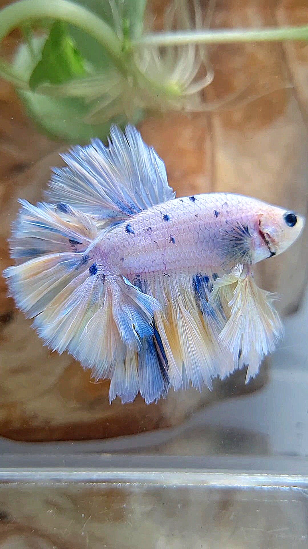 KING FEATHER TAIL HALFMOON WHITE YELLOW BLUE DOTS MARBLE PEACH BETTA FISH