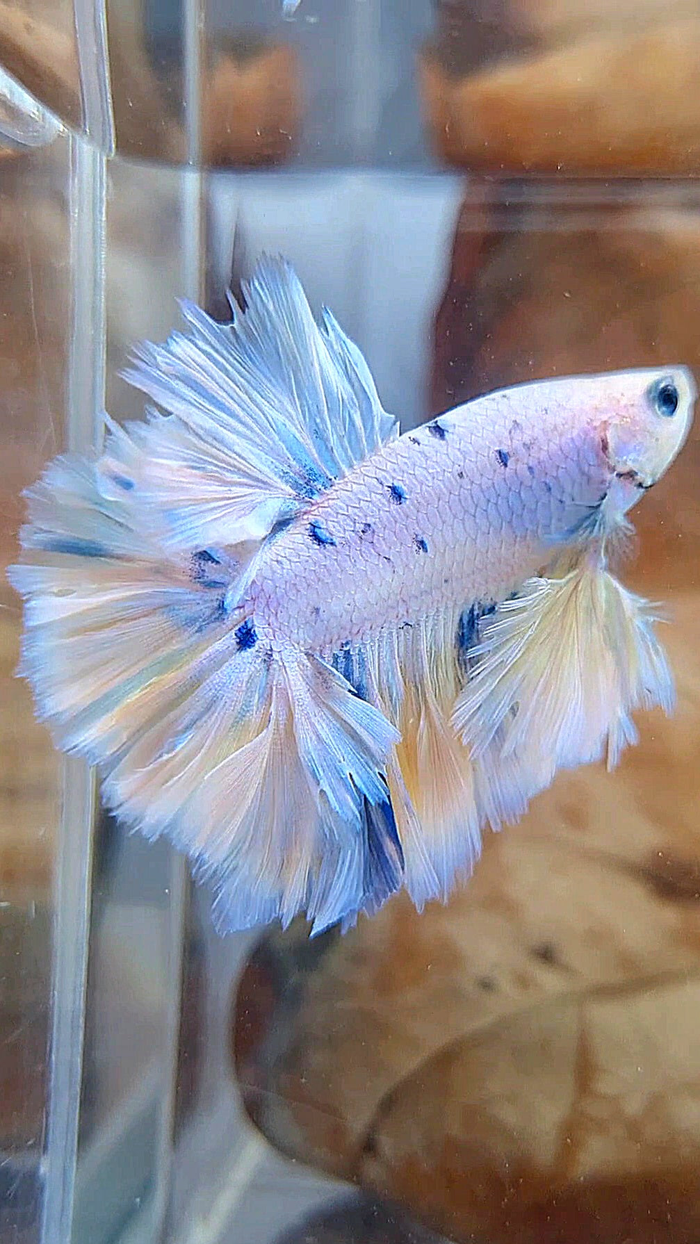 KING FEATHER TAIL HALFMOON WHITE YELLOW BLUE DOTS MARBLE PEACH BETTA FISH