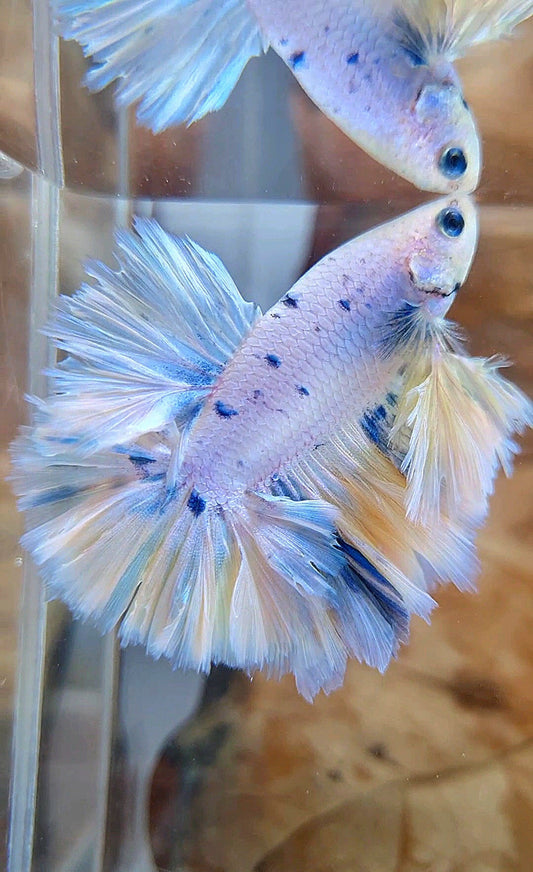 KING FEATHER TAIL HALFMOON WHITE YELLOW BLUE DOTS MARBLE PEACH BETTA FISH