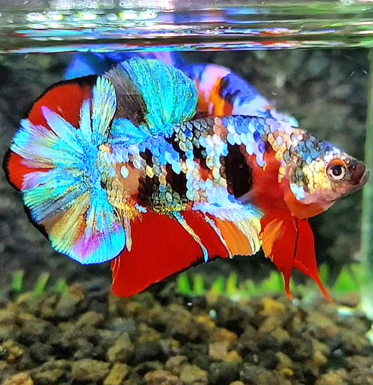 1 Pair LUXURY PLAKAT RAINBOW SUPER GALAXY MULTICOLOR BETTA FISH