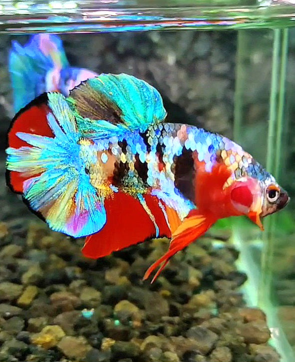 1 Pair LUXURY PLAKAT RAINBOW SUPER GALAXY MULTICOLOR BETTA FISH