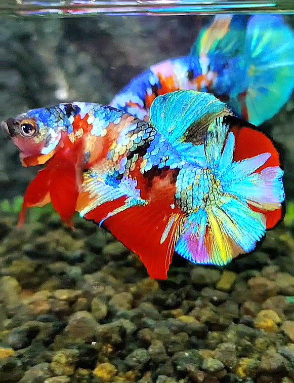 1 Pair LUXURY PLAKAT RAINBOW SUPER GALAXY MULTICOLOR BETTA FISH